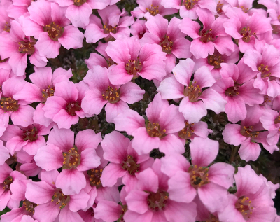 Saxifraga 'Crimscote-love'